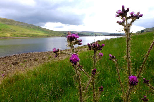 Enjoy a bracing walk & uncover the fascinating story of the reservoir.